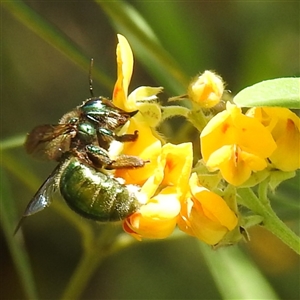 Xylocopa (Lestis) aerata at Acton, ACT - Yesterday by HelenCross
