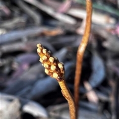 Unverified Orchid at Spence, ACT - Yesterday by R0ger