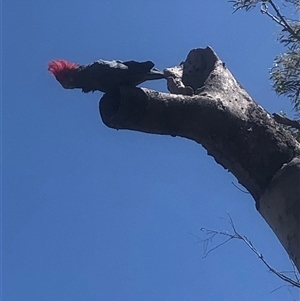 Callocephalon fimbriatum (Gang-gang Cockatoo) by MichaelMulvaney