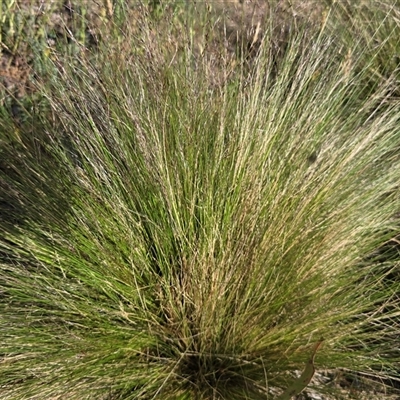 Nassella trichotoma (Serrated Tussock) at Fadden, ACT - Today by Mike
