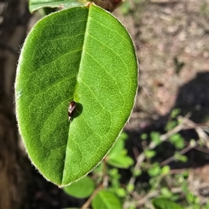 Unverified Beetle (Coleoptera) at Fadden, ACT - Yesterday by Mike