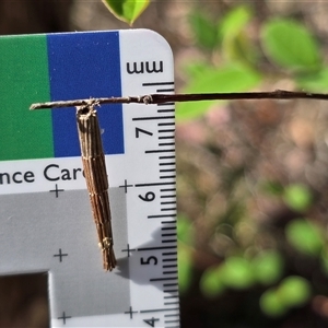 Unverified Case moth (Psychidae) at Fadden, ACT - Today by Mike