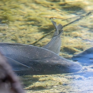 Macquaria australasica at Uriarra Village, ACT - Yesterday by TCosta