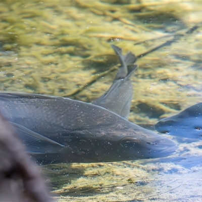 Macquaria australasica at Uriarra Village, ACT - Yesterday by TCosta