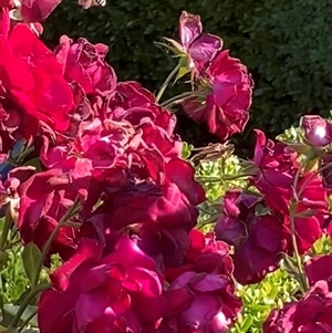 Amegilla sp. (genus) at Theodore, ACT - Yesterday by Cardy