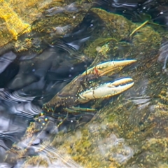 Euastacus armatus at Uriarra Village, ACT - Yesterday by TCosta