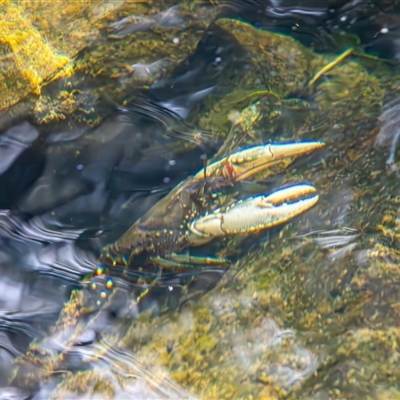Euastacus armatus at Uriarra Village, ACT - Yesterday by TCosta