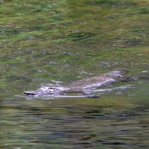 Ornithorhynchus anatinus (Platypus) at Uriarra Village, ACT - 23 Nov 2025 by TCosta