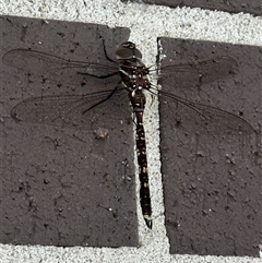 Adversaeschna brevistyla at Bundanoon, NSW - 25 Nov 2025 by ChrisMyles