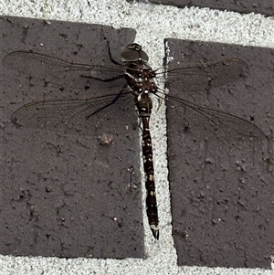 Unverified Dragonfly (Anisoptera) at Bundanoon, NSW - Yesterday by ChrisMyles