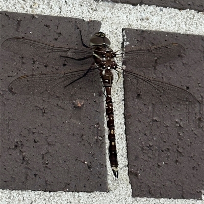Adversaeschna brevistyla at Bundanoon, NSW - 25 Nov 2025 by ChrisMyles