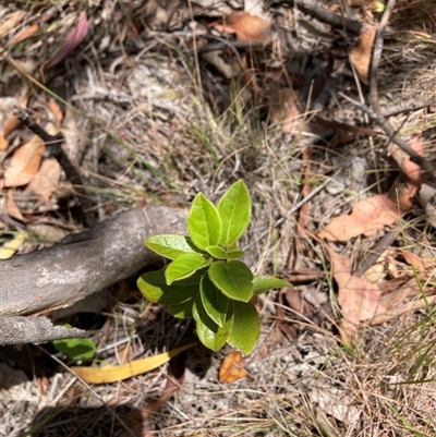 Pyrus calleryana at Watson, ACT - Yesterday by waltraud