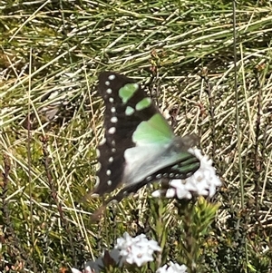 Graphium macleayanum at Bimberi, NSW - Yesterday by nathkay