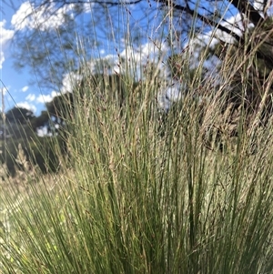 Nassella trichotoma at Watson, ACT - 23 Nov 2025 by waltraud