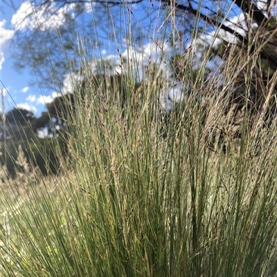 Nassella trichotoma at Watson, ACT - 23 Nov 2025 by waltraud