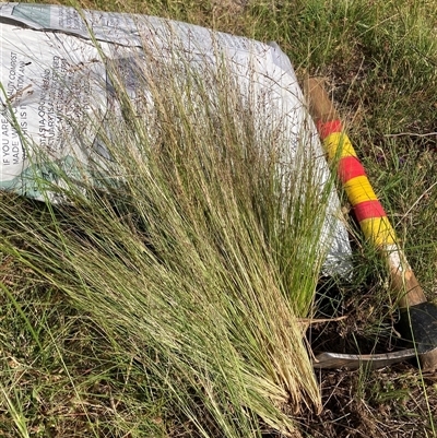 Nassella trichotoma (Serrated Tussock) at Watson, ACT - 23 Nov 2025 by waltraud