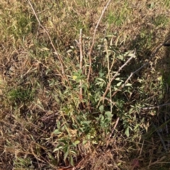 Rosa rubiginosa at Watson, ACT - 23 Nov 2025 by waltraud