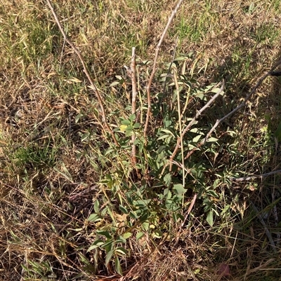 Rosa rubiginosa at Watson, ACT - 23 Nov 2025 by waltraud