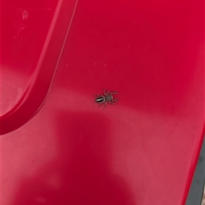 Sandalodes superbus at Ripley, QLD - Yesterday by Hardley