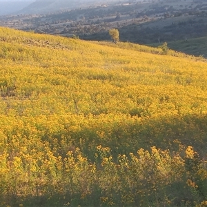 Hypericum perforatum (St John's Wort) at Kambah, ACT - Today by MichaelBedingfield