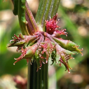 Rumex brownii at Whitlam, ACT - Yesterday by sangio7
