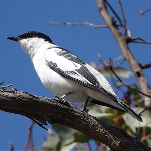 Lalage tricolor (White-winged Triller) at Hall, ACT - 24 Nov 2025 by Anna123