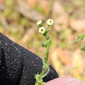 Hackelia suaveolens at Whitlam, ACT - Yesterday by sangio7