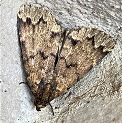 Mormoscopa phricozona by SteveBorkowskis