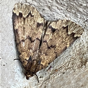 Mormoscopa phricozona (An Erebid Moth (Herminiinae) by SteveBorkowskis