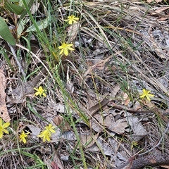 Tricoryne elatior at Hawker, ACT - Yesterday by sangio7