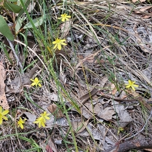 Tricoryne elatior at Hawker, ACT - 24 Nov 2025 by sangio7