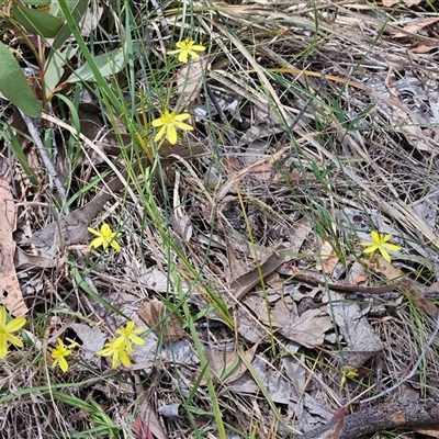 Tricoryne elatior at Hawker, ACT - Yesterday by sangio7