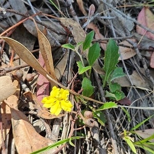 Goodenia hederacea subsp. hederacea at Whitlam, ACT - Yesterday by sangio7