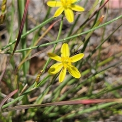 Tricoryne elatior at Whitlam, ACT - Yesterday by sangio7