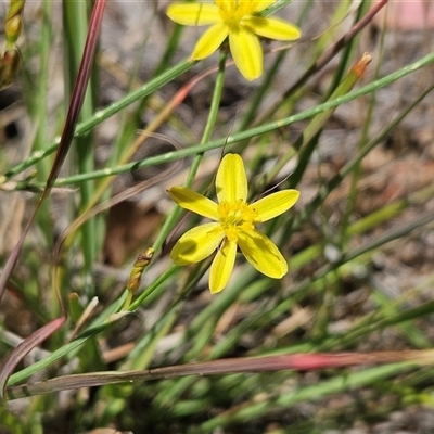Tricoryne elatior at Whitlam, ACT - Yesterday by sangio7