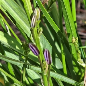Iris sp. at Whitlam, ACT - 24 Nov 2025 by sangio7
