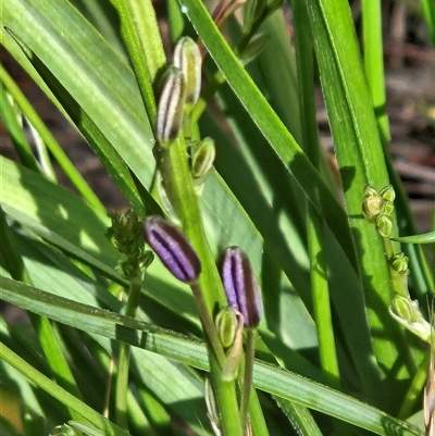 Iris sp. at Whitlam, ACT - Yesterday by sangio7