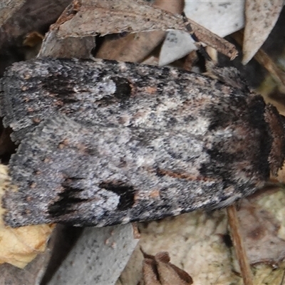 Thoracolopha verecunda (A Noctuid moth (Acronictinae)) at Hall, ACT - 14 Nov 2025 by Anna123