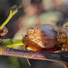 Unverified Beetle (Coleoptera) at Gungahlin, ACT - Today by chriselidie