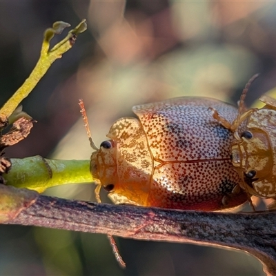 Unverified Beetle (Coleoptera) at Gungahlin, ACT - Today by chriselidie