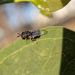 Unverified Insect at Gungahlin, ACT - Yesterday by chriselidie