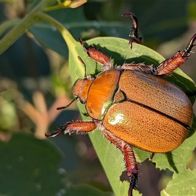 Unverified Beetle (Coleoptera) at Gungahlin, ACT - Today by chriselidie
