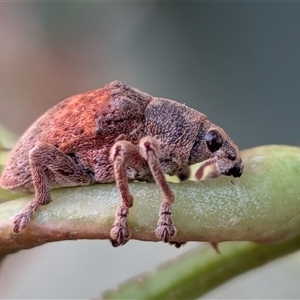 Unverified Weevil (Curculionoidea) at Gungahlin, ACT - Yesterday by chriselidie