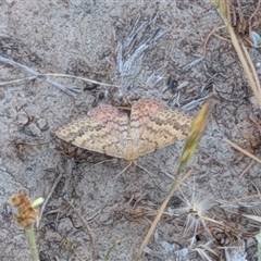 Scopula rubraria at Gungahlin, ACT - Yesterday by chriselidie