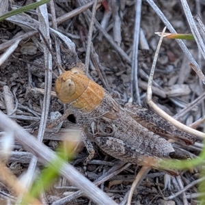 Unverified Grasshopper (several families) at Gungahlin, ACT - Yesterday by chriselidie