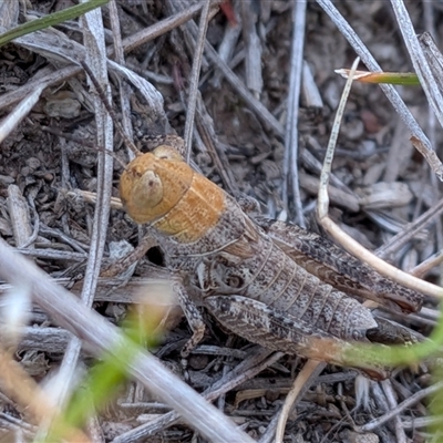 Unverified Grasshopper (several families) at Gungahlin, ACT - Today by chriselidie
