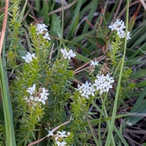Unverified Plant at Gungahlin, ACT - Yesterday by chriselidie