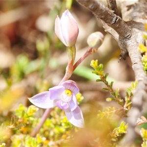 Thelymitra sp. (pauciflora complex) at Tinderry, NSW - 24 Nov 2025 by Harrisi