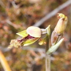 Calochilus sp. at Tinderry, NSW - 24 Nov 2025 by Harrisi