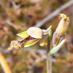Calochilus sp. at Tinderry, NSW - 24 Nov 2025 by Harrisi